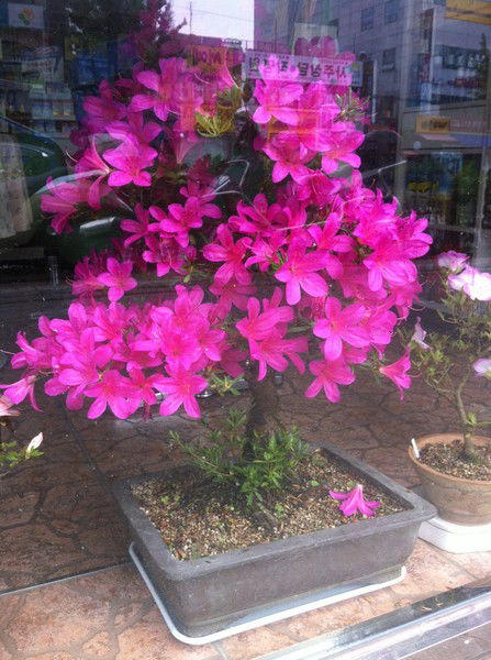 Наталья. Скрипочкина