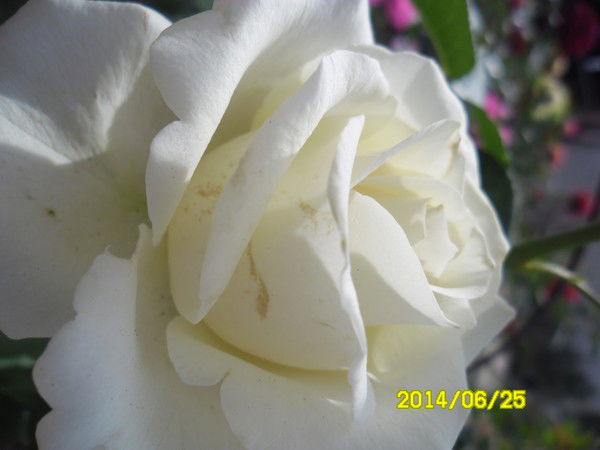 Тамара Меркулова