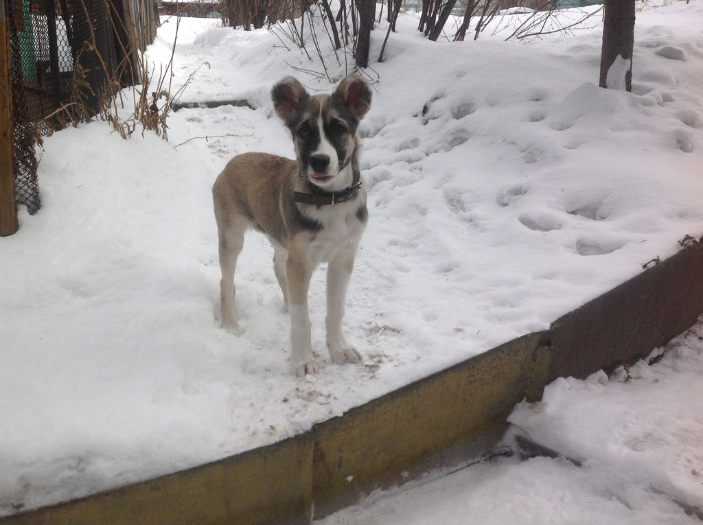 Елена Ларченко