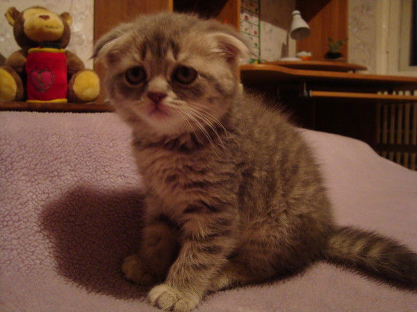 Светлана Степанченко