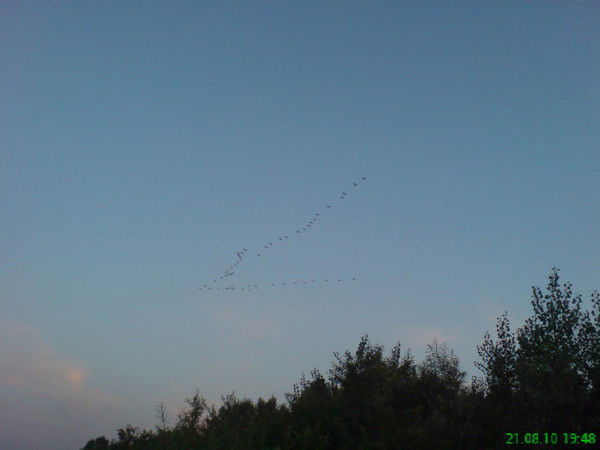 Елена Яхнова