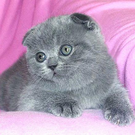 Валентина Комогорова