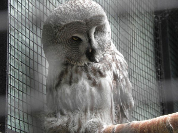 Николай Спасский