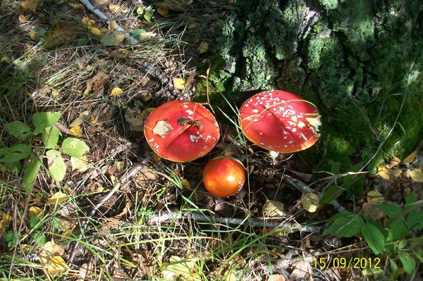 Лариса Островская