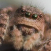 Елена Волкова