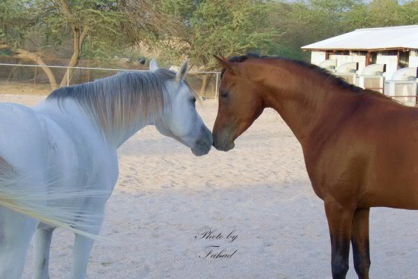 Елена Горбатова