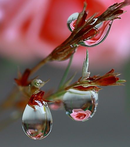 Эмилия Хасуева