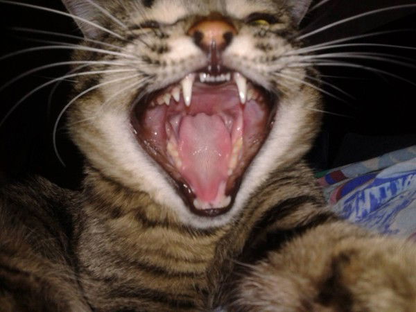 Борис Храмцов