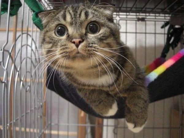 Анастасия Соколова