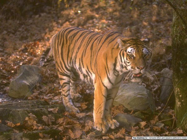 Олечка Жильцова