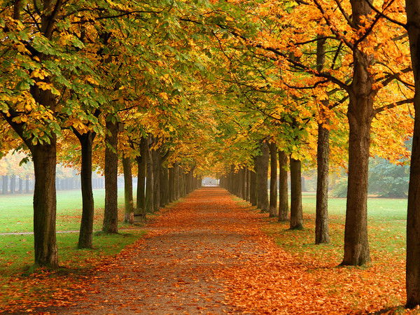 Даша Яшкина