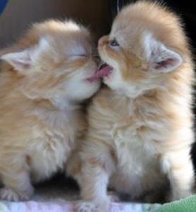 Александр Беляевский