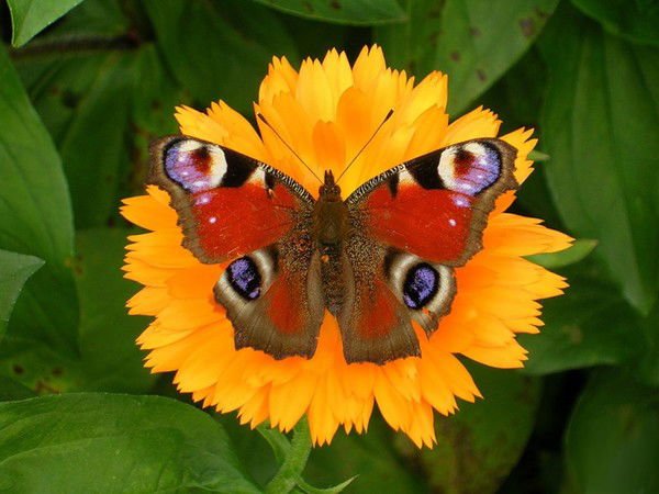 Ира Фамилия