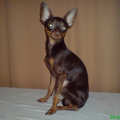 Татьяна Асипенко