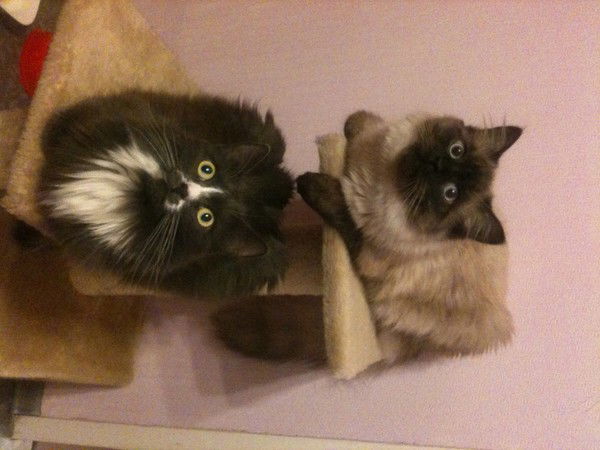 Кт Леопольд