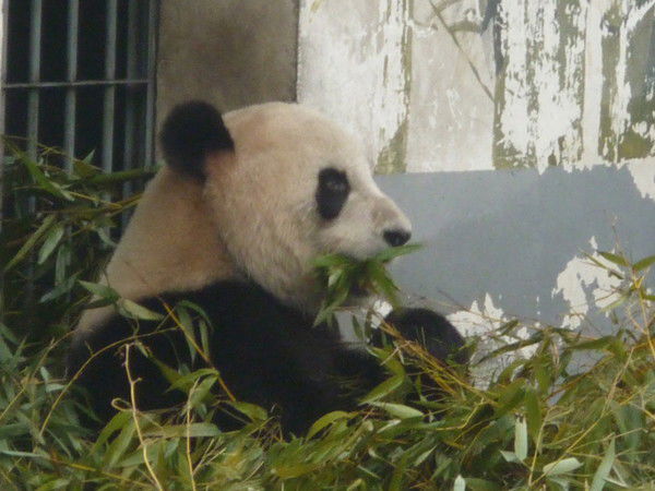 Александр Кривило