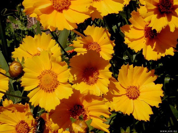 Марина Гамсахурдия