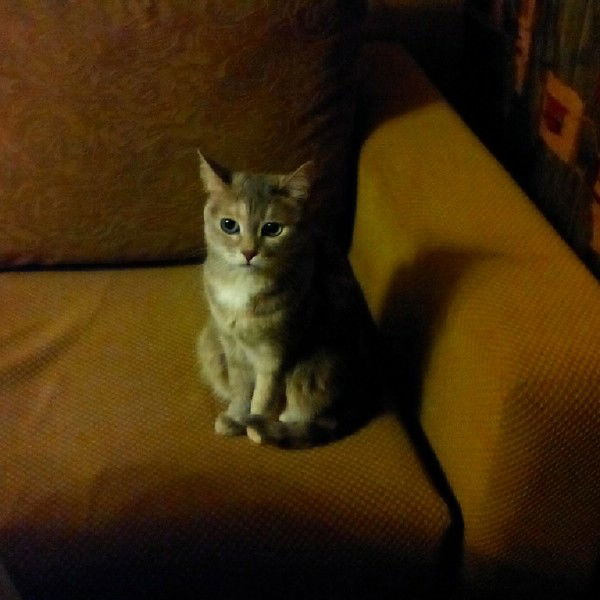 Татьяна Нестеренко