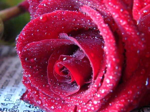 Елена Олисова