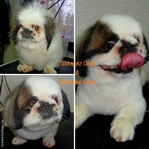 Зоокаприз Зоокаприз