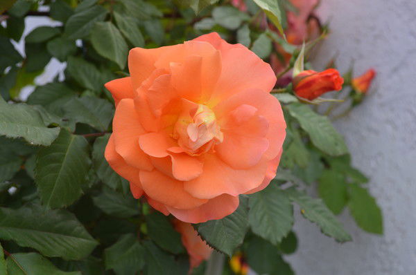 Ольга Назаренко