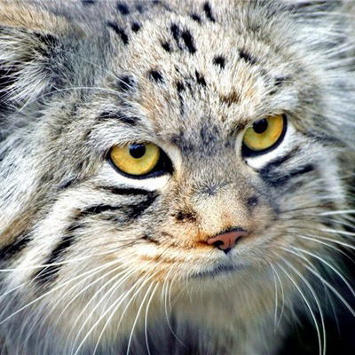 Софья Иванова