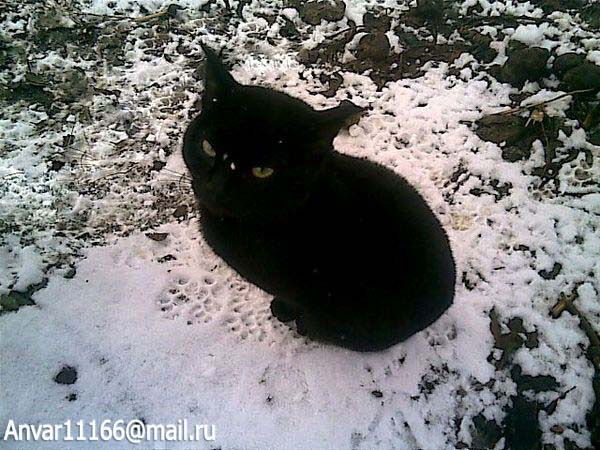 Анвар Мингазов