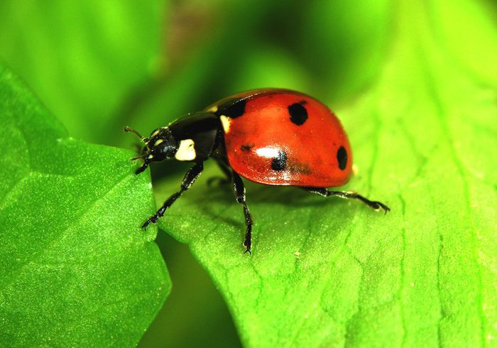 Настасья Филипповна