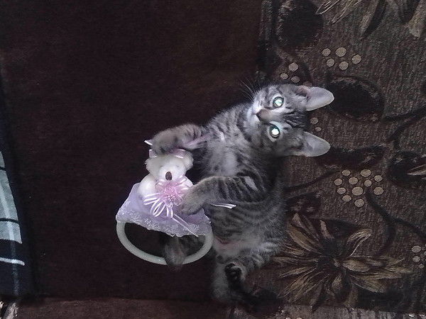 Александр Корниенко