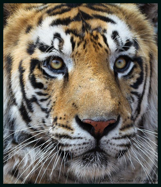 Микола Говор