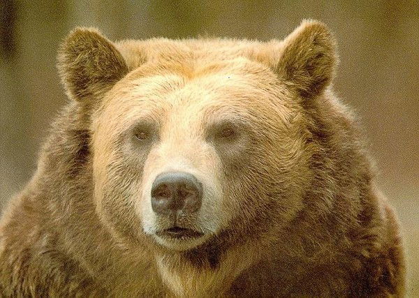 Александр Куприян