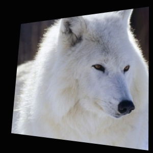 Белый Волк