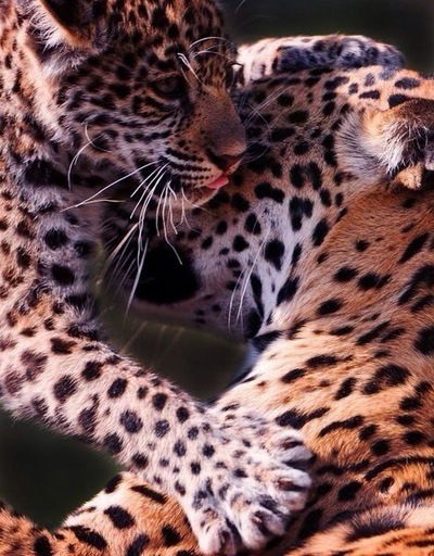 Елена Иванова