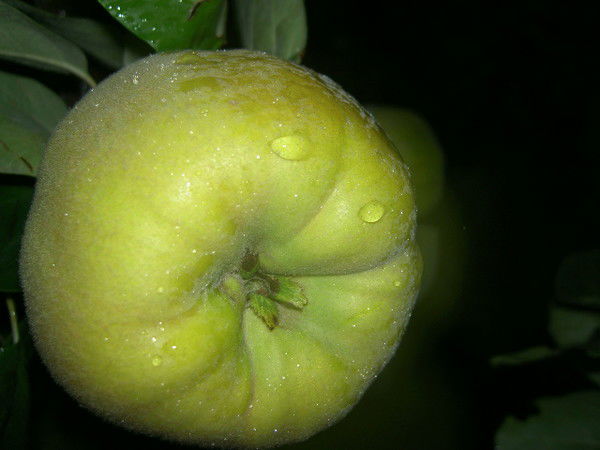 Артем Рулев