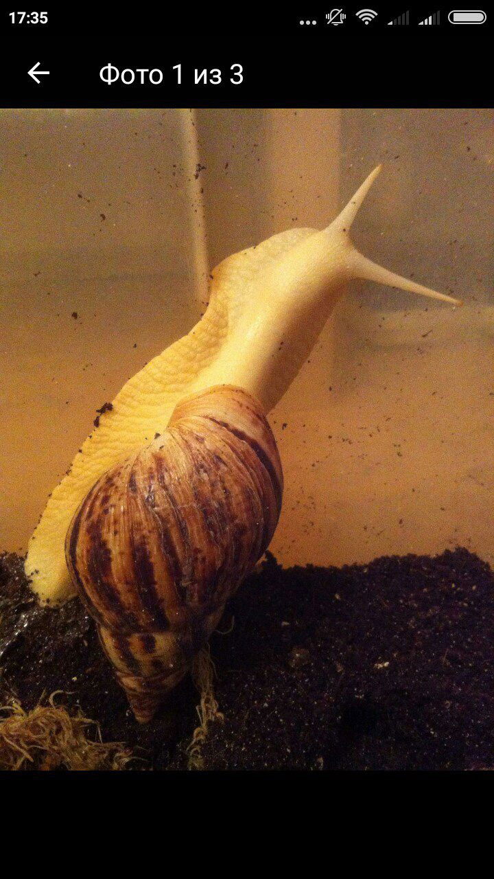 Оксана Нестёркина