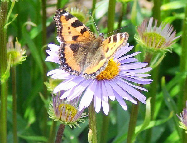 Олеся Колоскова