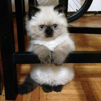 Катя Культикова