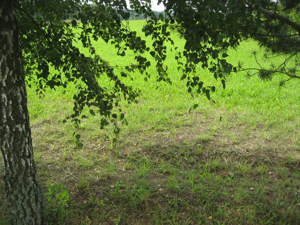 Василиса Василисина