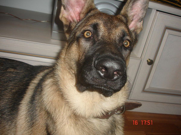 Павел Скворцов