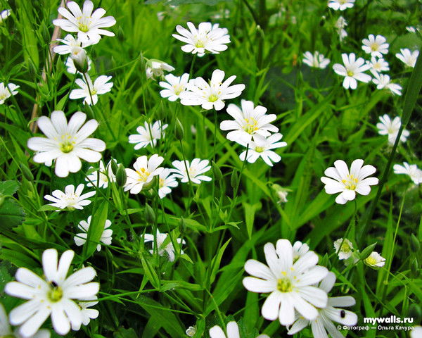 Регина Ахунзянова