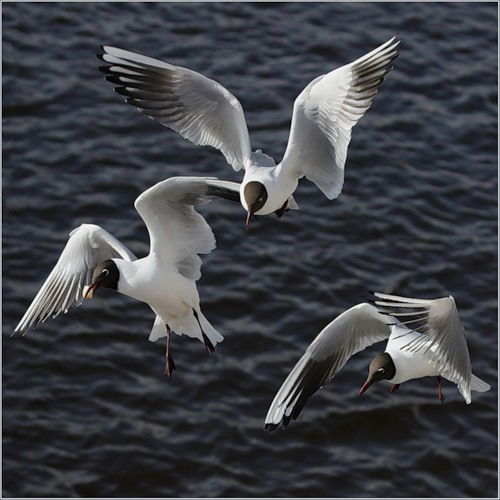 Светлана Казакова