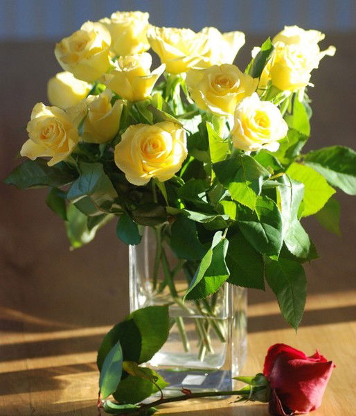 Алина Степанова