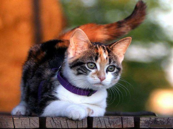 Сандугаш Джампейсова