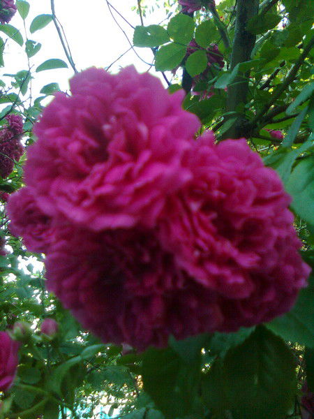 Жазира Ералиева