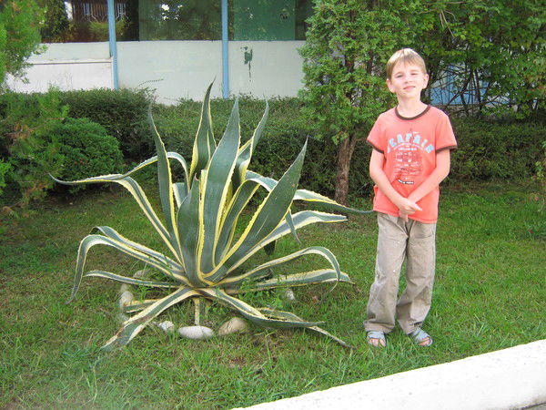 Дмитрий Лаптев