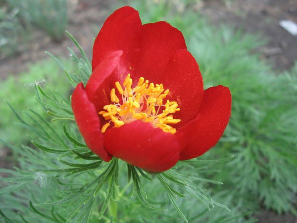 Ольга Бурматнова