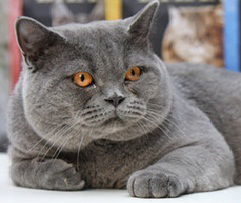 Кот Advokat Британский