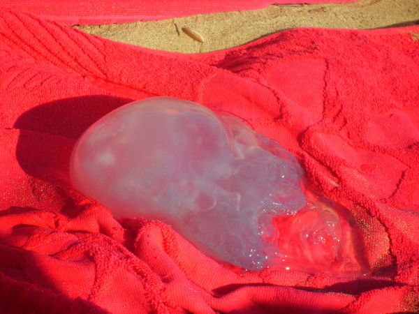 Звезда Медуза *