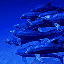 Анастасия Глоба