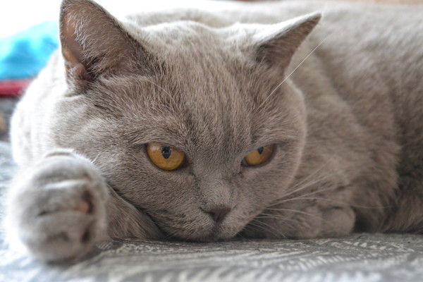 Ксения Шамоян